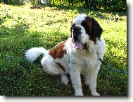 Saint Bernard