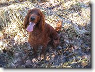 Irish Red Setter