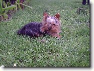 Jorkrsk terier, Yorkshire Terrier,