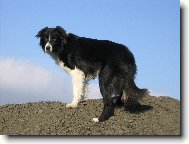 Border collie \\\\\\\\\\\\\\\\\\\\\(Dog standard\\\\\\\\\\\\\\\\\\\\\)