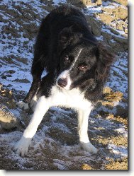 Border collie \\\\\\\\\\\\\\\\\\\\\(Dog standard\\\\\\\\\\\\\\\\\\\\\)