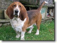 Basset Hound