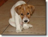 Jack Russell Terrier