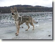 Czechoslovakian wolfdog