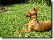 German Pinscher \(Dog standard\)