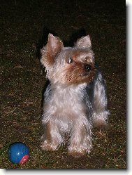 Jorkrsk terier, Yorkshire Terrier,