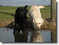 Labrador Retriever