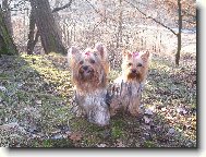 Jorkrsk terier, Yorkshire Terrier,