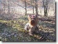 Jorkrsk terier, Yorkshire Terrier,