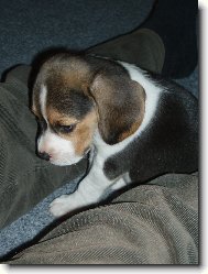 Beagle