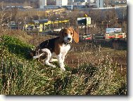 Beagle