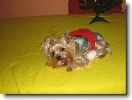 Jorkrsk terier, Yorkshire Terrier,