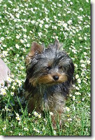 Jorkrsk terier, Yorkshire Terrier,