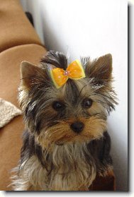 Jorkrsk terier, Yorkshire Terrier,