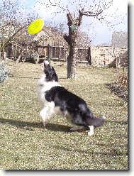 Border collie \\\\\\\\\\\\\\\\\\\\\(Dog standard\\\\\\\\\\\\\\\\\\\\\)