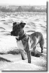 American Staffordshire Terrier