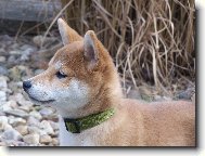 Shiba Inu