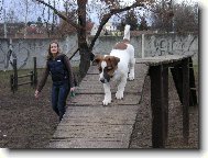 Jack Russell Terrier