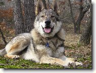 Czechoslovakian wolfdog