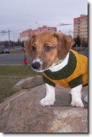 Jack Russell Terrier