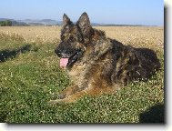 German Shepherd Dog