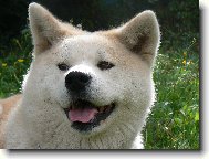 Japanese akita \\\\\(Dog standard\\\\\)