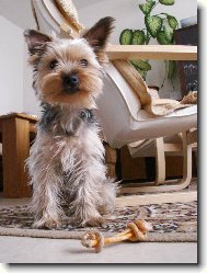 Jorkrsk terier, Yorkshire Terrier,