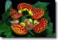 Calceolaria