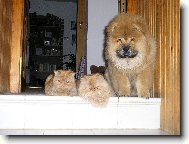 Chow Chow