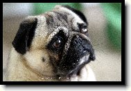 Pug