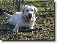 Labrador Retriever