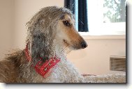 Afghan Hound