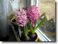 Hyacinthus  orientalis