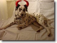 Dalmatinac, Dalmatian