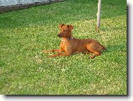 German Pinscher \(Dog standard\)