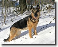 German Shepherd Dog