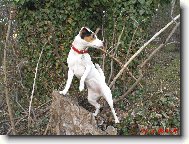 Parson russell terrier \\\\\(Dog standard\\\\\)