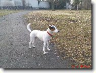 Parson Russel Terrier