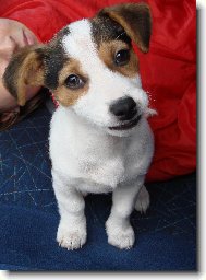 Jack Russell Terrier