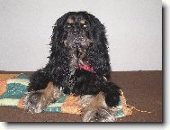 American cocker spaniel \(Dog standard\)