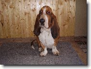 Basset Hound