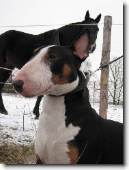 Bull Terrier