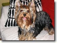 Jorkrsk terier, Yorkshire Terrier,