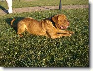 Dogue de Bordeaux