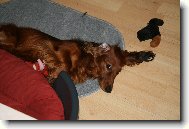 Dachshund