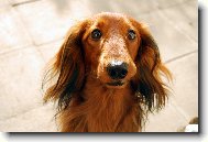 Dachshund