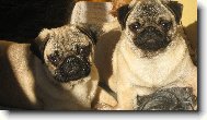 Pug \(Dog standard\)