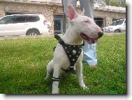 Bull Terrier