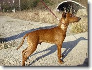 Zwergpinscher