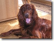 Irish Red Setter